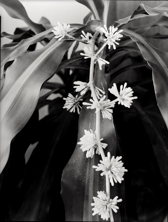 Blossoming Plant