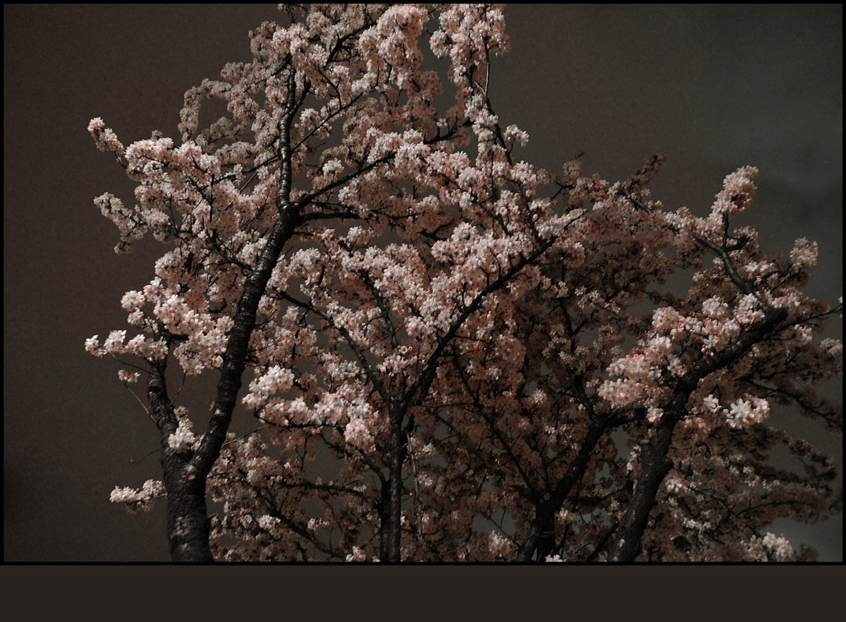 blossum in the night