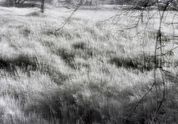 Blown Grass