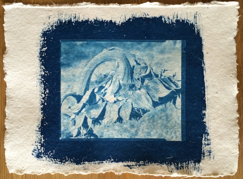 Blue Blossom