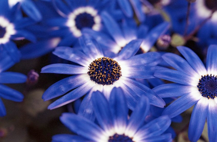 blue flowers