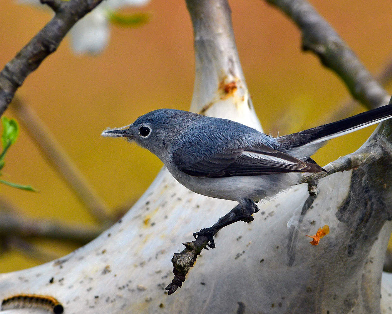 Blue-gray Gnatcatcher