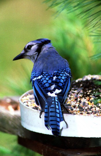 Blue Jay