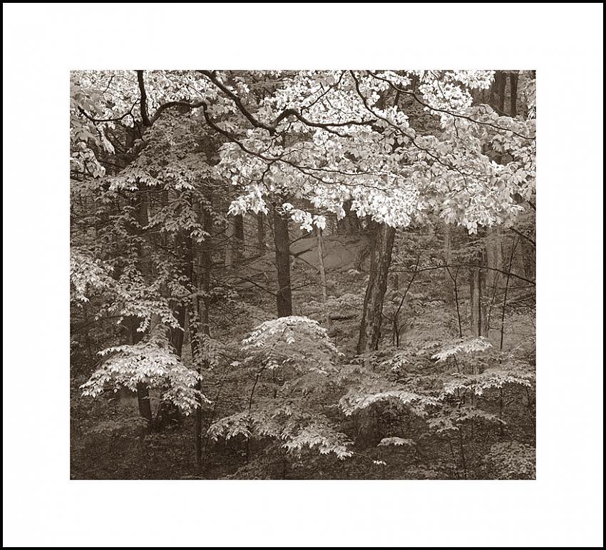 Blue Mountain Spring