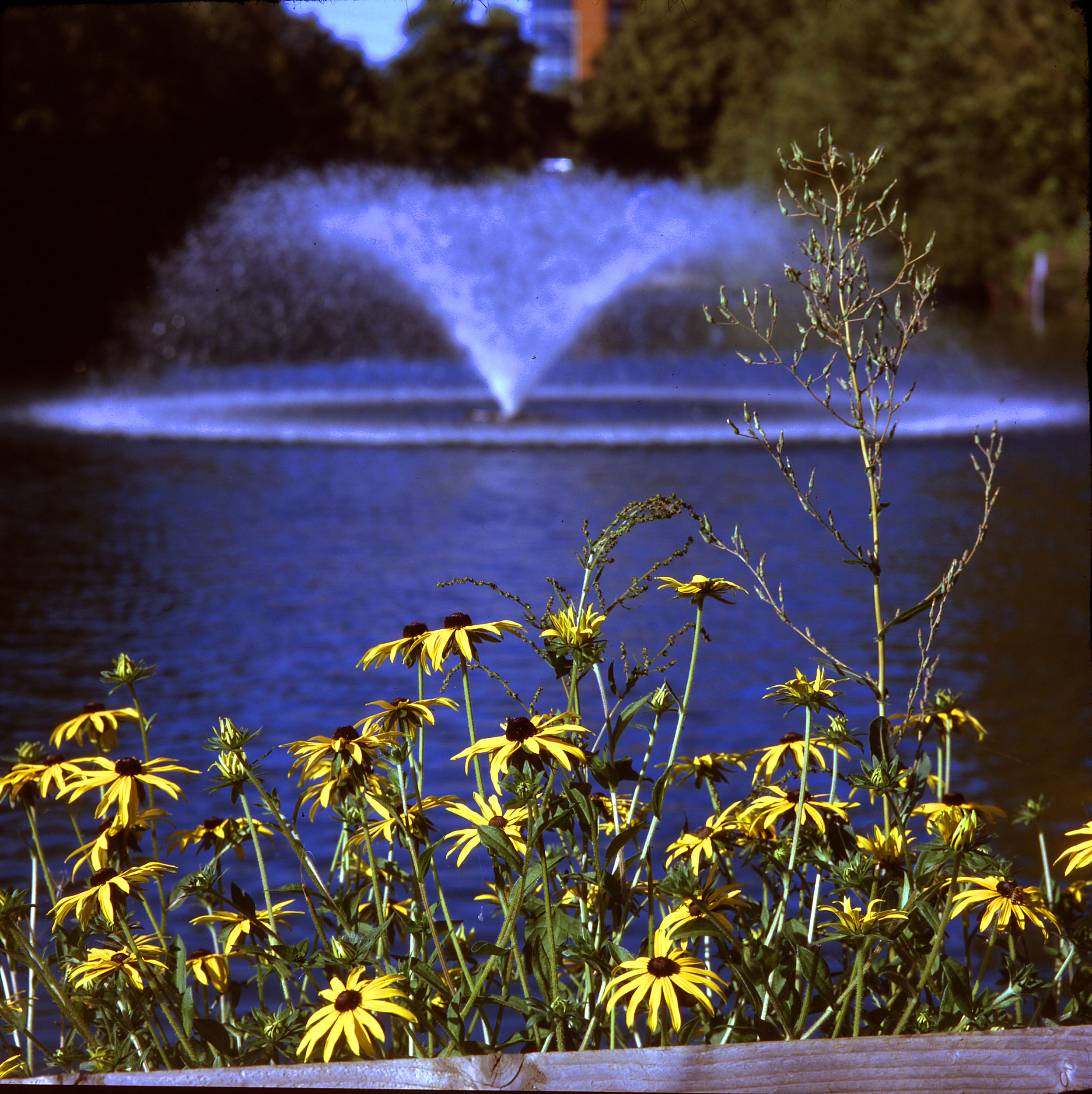 Blue Spray