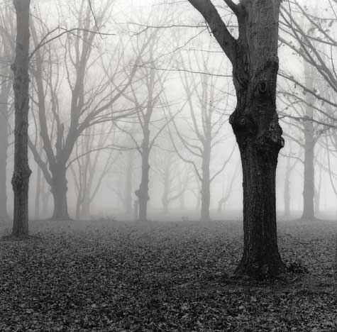Blue Star Grove