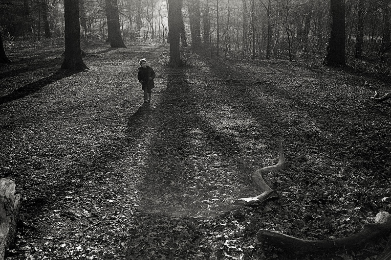 Bluebell Woods