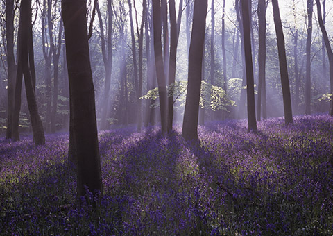 Bluebells and Mist 1