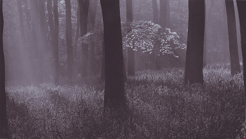 Bluebells In Lith