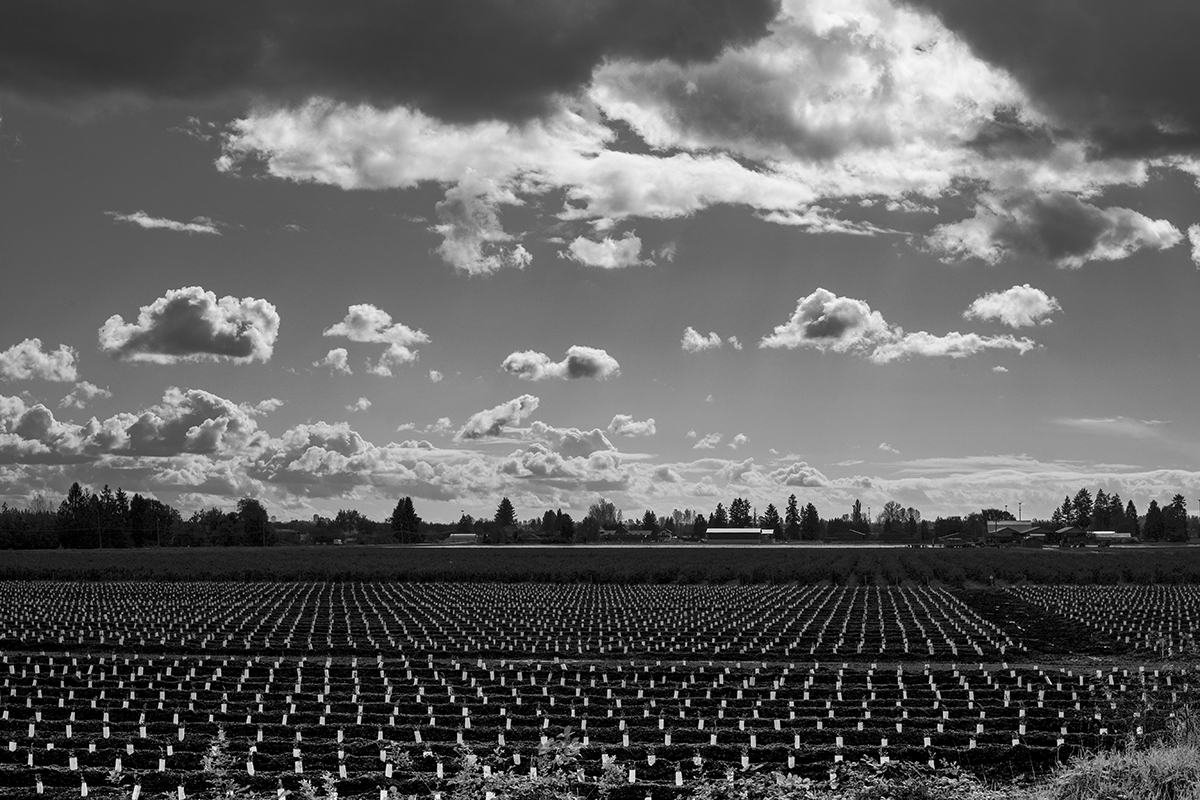 Blueberry farm under October sky