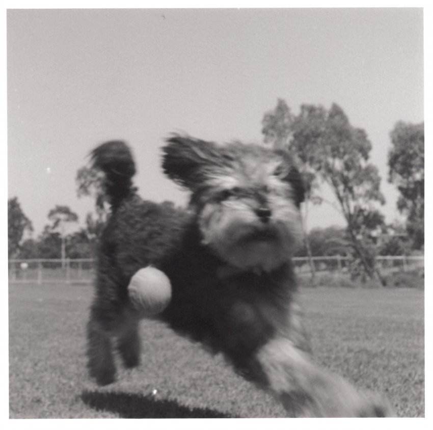 Blur of Fur 1