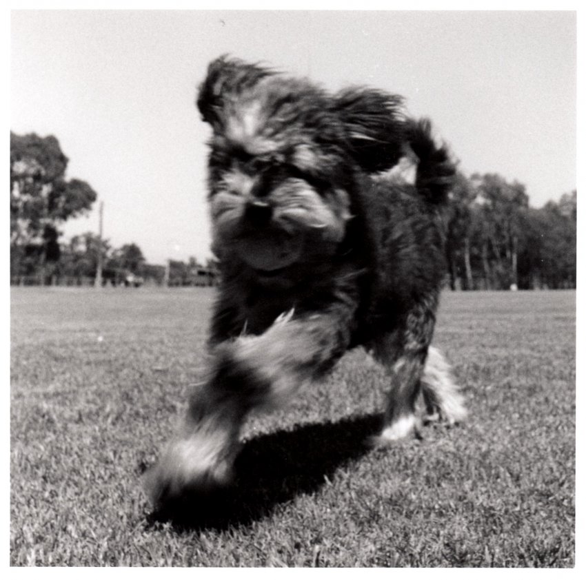 Blur of Fur 2