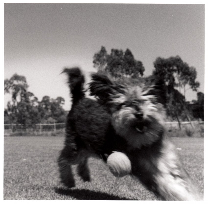 Blur of Fur 3