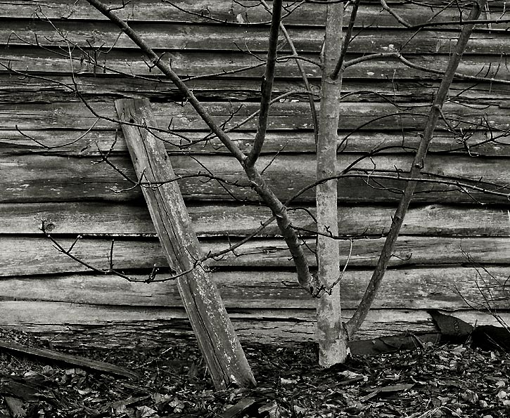 Boards & Tree