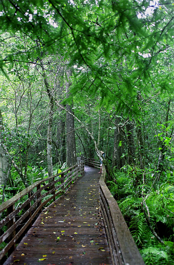 Boardwalk
