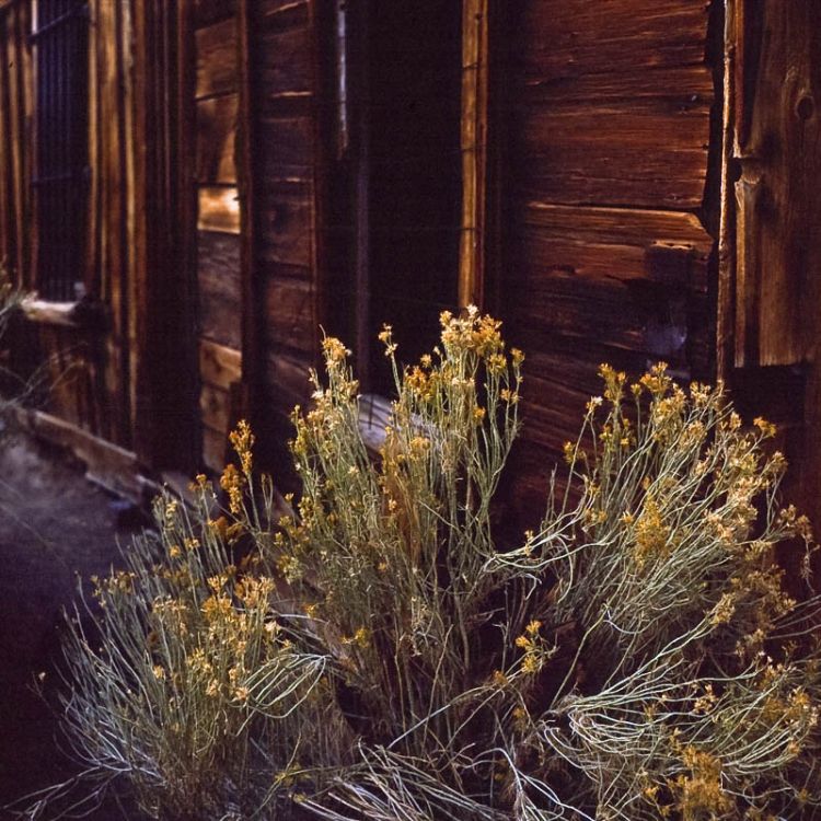 Bodie #2