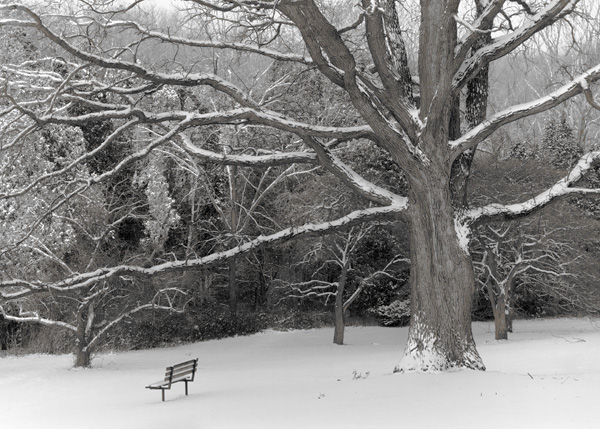 Boerner Park Oak and benccch