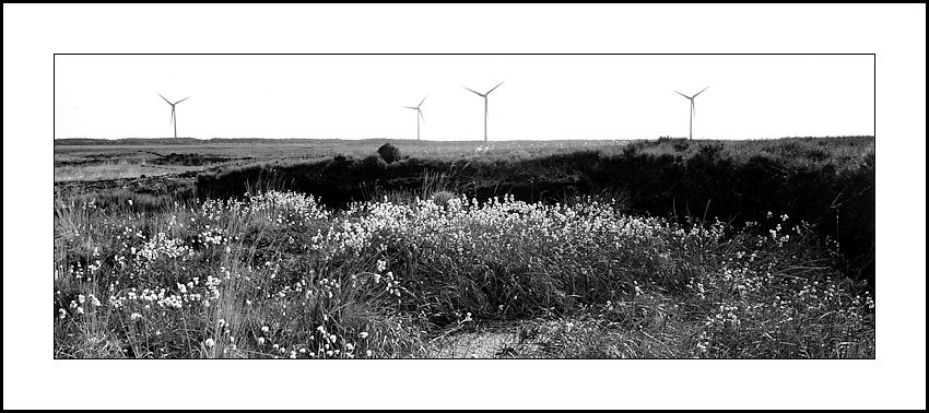 Bog Cotton and Wind Power