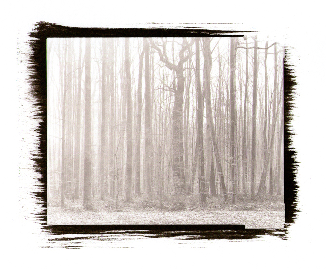 Bois de Vernier, 2000
