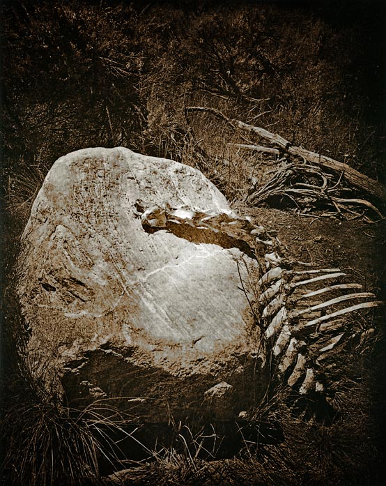 Bones