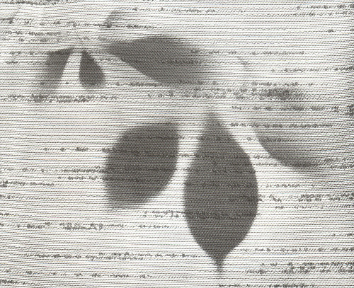 Bonsai Shadows and Curtain