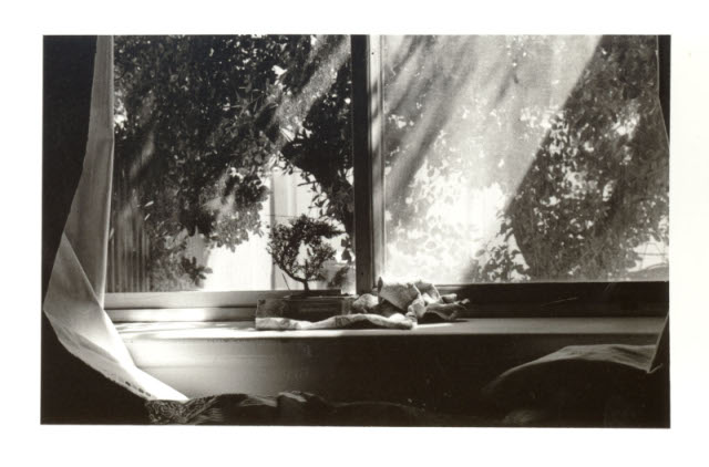 Bonsai