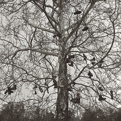 Boot Tree - Little Things