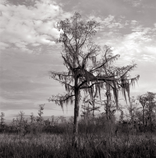 Born on the Bayou