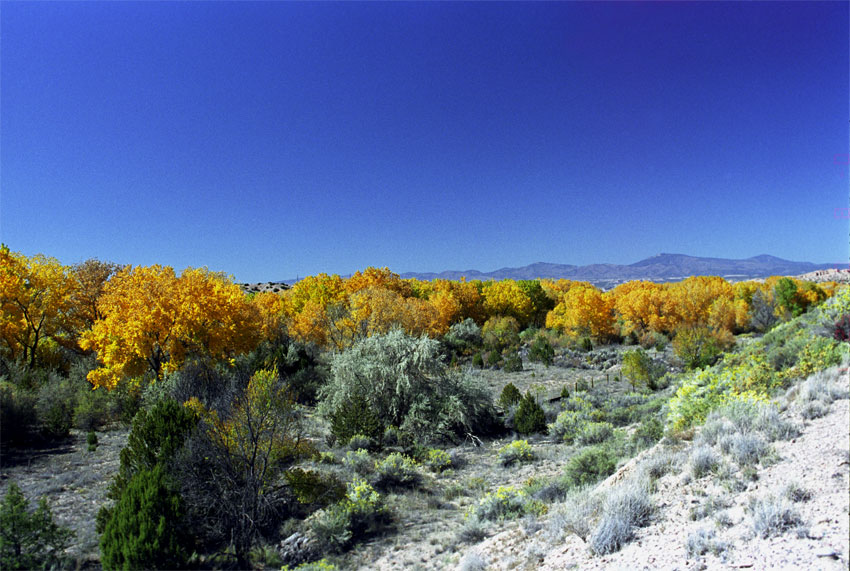 Bosque Color
