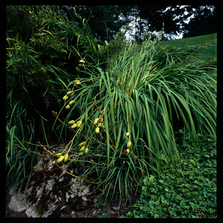 Botanical garden