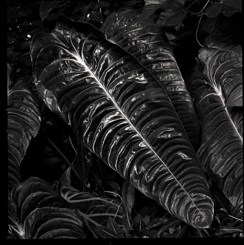Botanical gardens, Basel