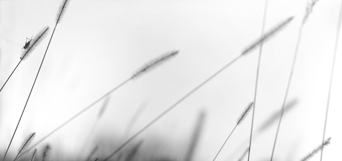bottle brushes at sunset