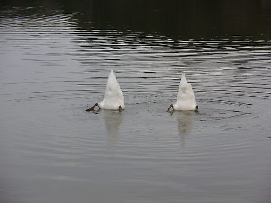 Bottoms Up!