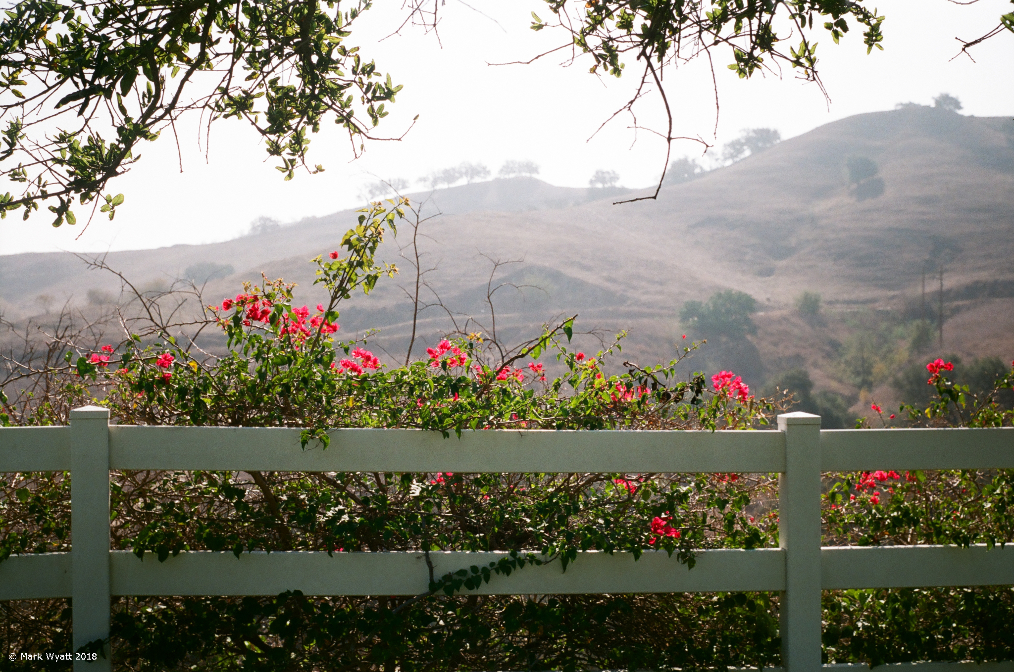 Bougainvillea