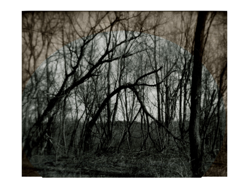 Bowing Tree I