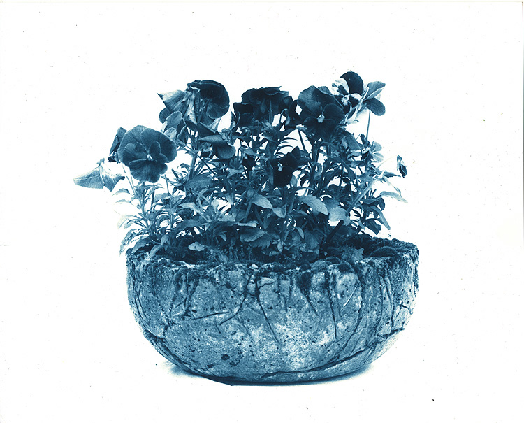 Bowl o' Petunias