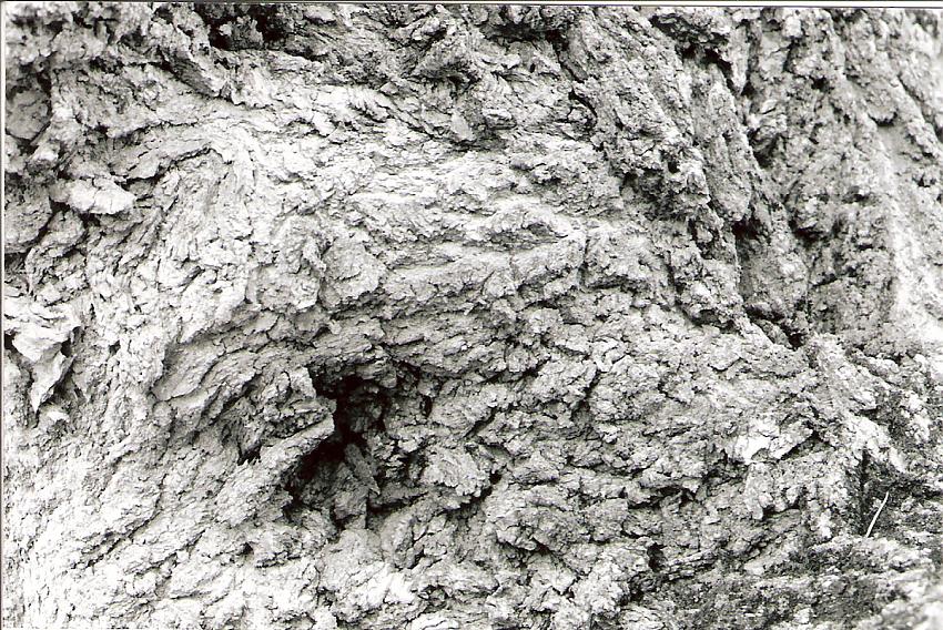 box elder/ bark