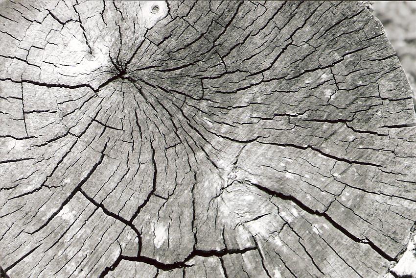 box elder/ missing limb