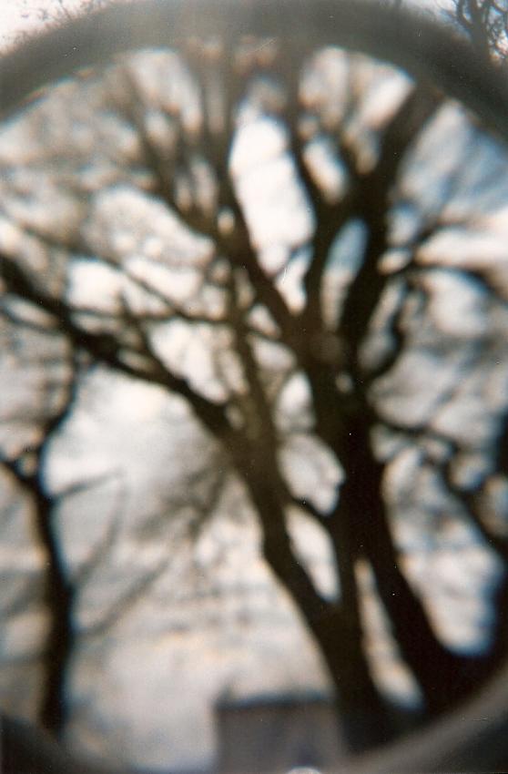 Box Elder thru a Glass
