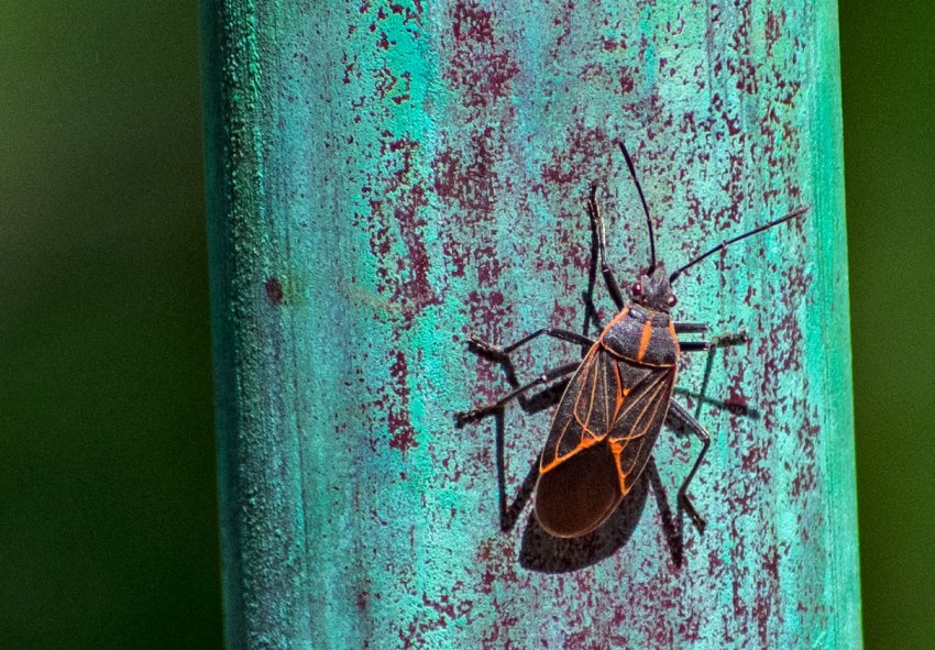 boxelder bug