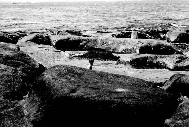 Boy in his tidepool kingdom