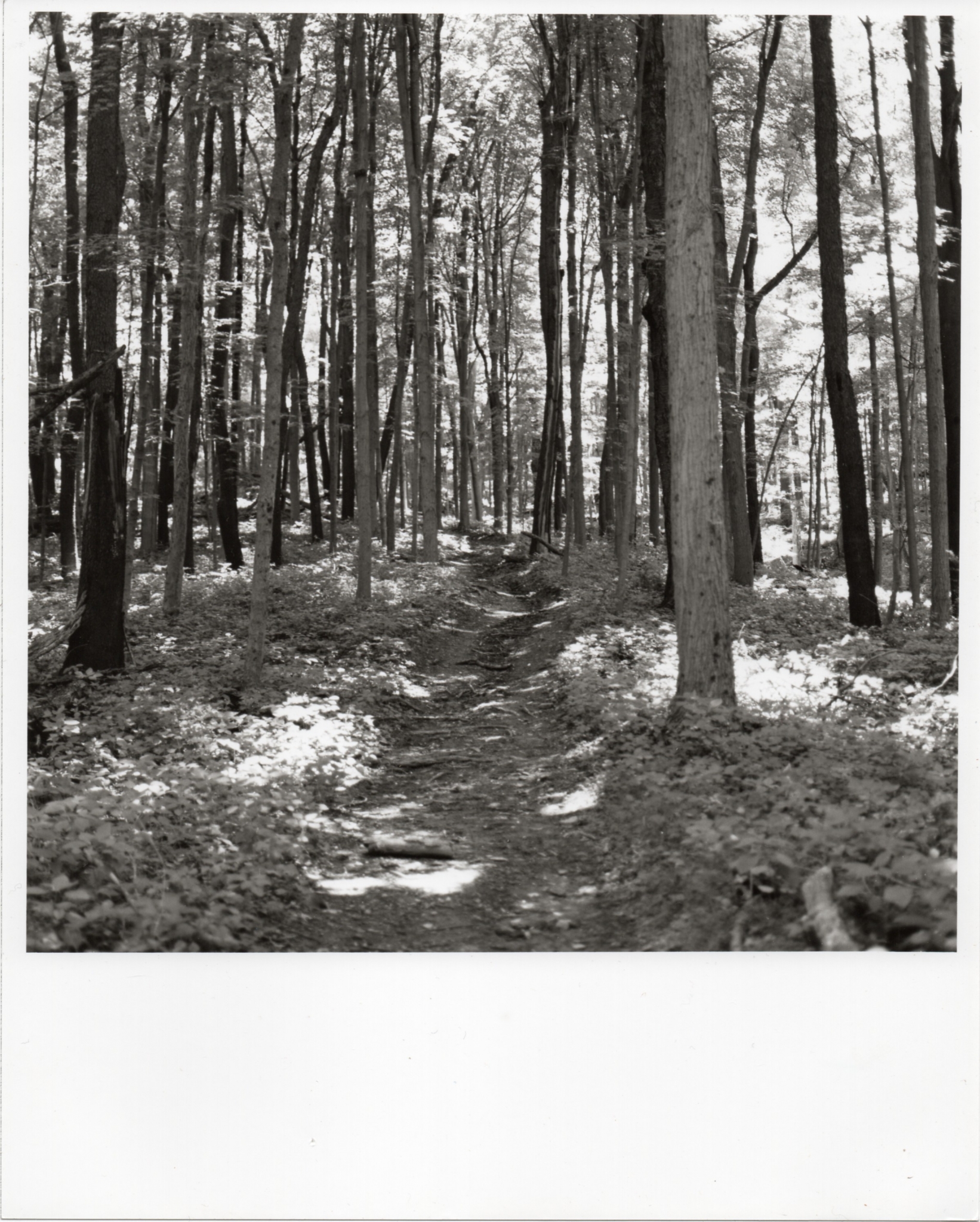 Braddock's Trail