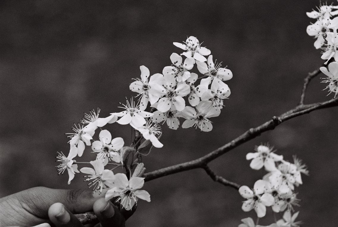 Bradford Pear