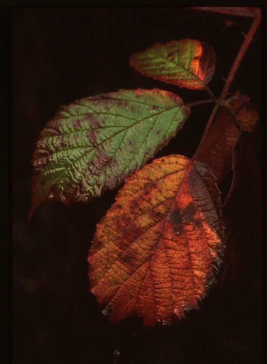 Bramble.