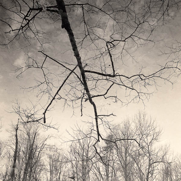 Branch at Lilly Pond