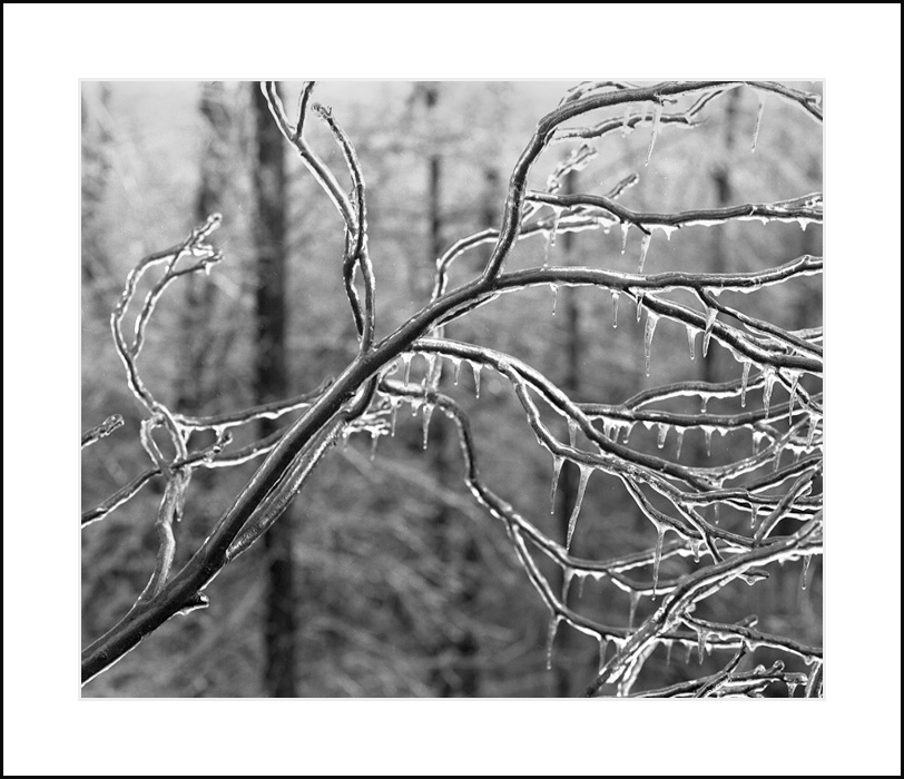 Branch Bling
