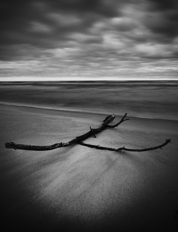 Branch on beach
