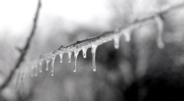 Branch with Ice