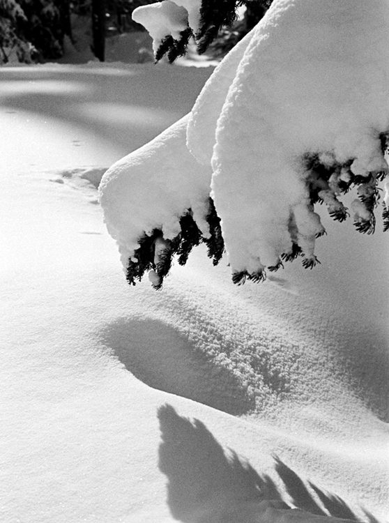 Branch