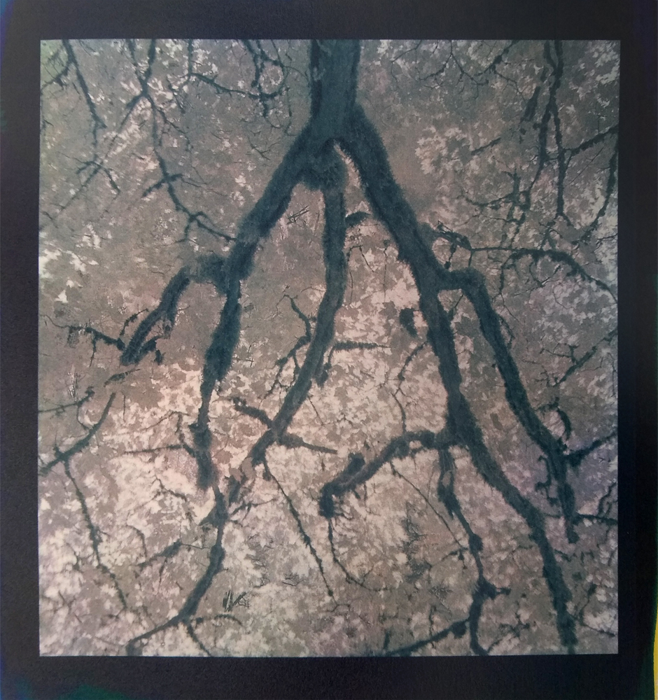 Branch
